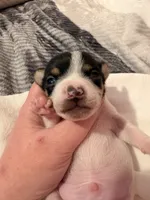 Squeakers, a male Rat Terrier for sale in Jacksonville, TX – 2 of 10