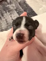 Hercules , a male Rat Terrier for sale in Jacksonville, TX – 2 of 6