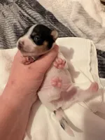 Squeakers, a male Rat Terrier for sale in Jacksonville, TX – 8 of 10