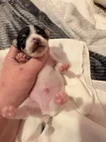 Squeakers, a male Rat Terrier for sale in Jacksonville, TX – 4 of 10
