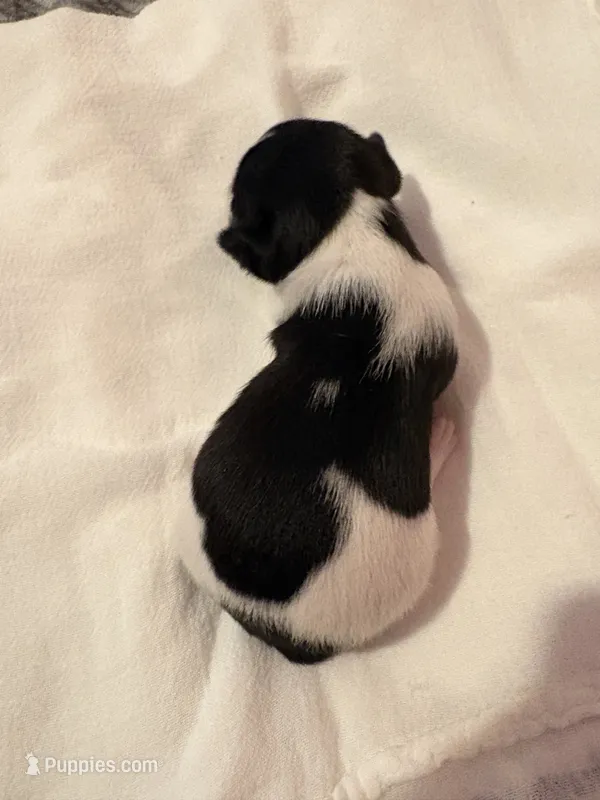Hercules  – Rat Terrier puppy for sale in Jacksonville, TX