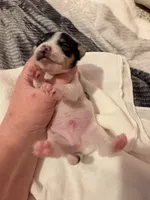 Squeakers, a male Rat Terrier for sale in Jacksonville, TX – 7 of 10