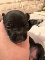 Charlie Mae, a female Rat Terrier for sale in Jacksonville, TX – 4 of 9