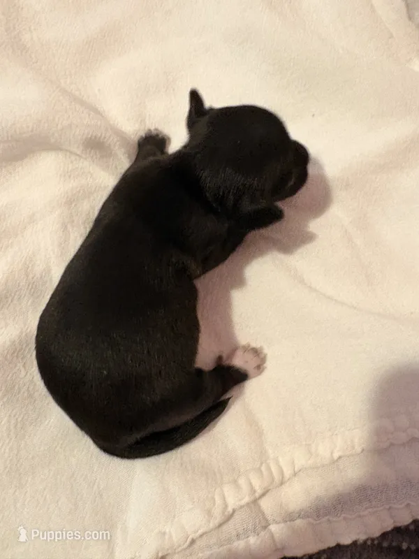 Charlie Mae – Rat Terrier puppy for sale in Jacksonville, TX