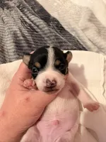 Squeakers, a male Rat Terrier for sale in Jacksonville, TX – 5 of 10