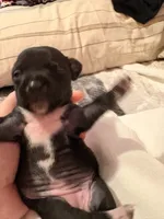 Charlie Mae, a female Rat Terrier for sale in Jacksonville, TX – 7 of 9