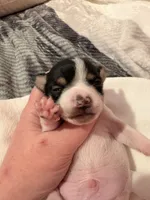 Squeakers, a male Rat Terrier for sale in Jacksonville, TX – 3 of 10
