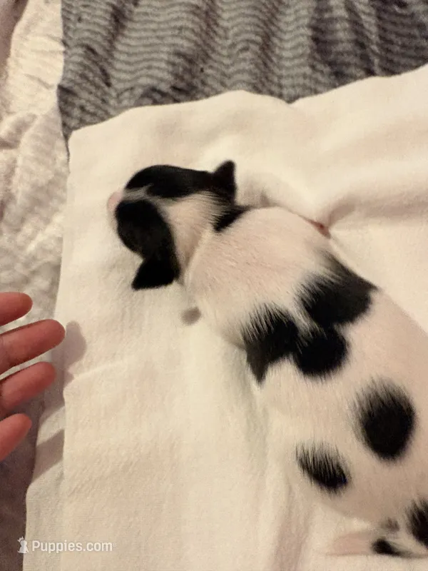 Squeakers – Rat Terrier puppy for sale in Jacksonville, TX