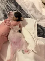 Squeakers, a male Rat Terrier for sale in Jacksonville, TX – 10 of 10