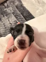 Hercules , a male Rat Terrier for sale in Jacksonville, TX – 5 of 6