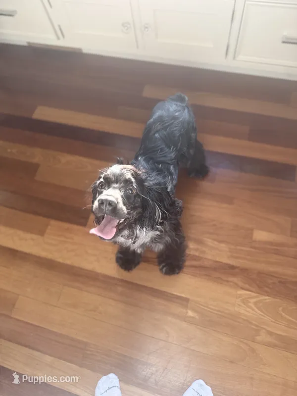 Gentry  – Cocker Spaniel puppy for sale in Toledo, OH