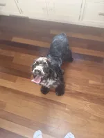 Gentry , a male Cocker Spaniel for sale in Toledo, OH – 1 of 3