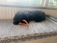 Gentry , a male Cocker Spaniel for sale in Toledo, OH – 3 of 3