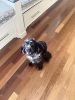 Gentry , a male Cocker Spaniel for sale in Toledo, OH – 2 of 3