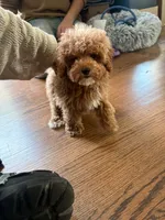 Ángel, a male Poodle - Toy  for sale in Union, NJ – 2 of 4