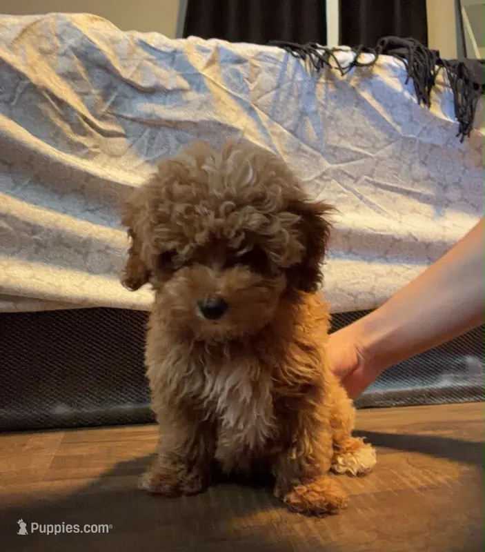 Ángel – Poodle - Toy  puppy for sale in Union, NJ