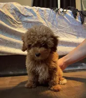 Ángel, a male Poodle - Toy  for sale in Union, NJ – 1 of 4