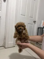 Ángel, a male Poodle - Toy  for sale in Union, NJ – 3 of 4