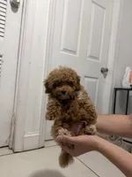 Ángel, a male Poodle - Toy  for sale in Union, NJ – 4 of 4