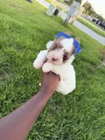 Rosalie, a female Yorkshire Terrier for sale in Cleveland, TX – 4 of 4