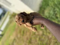 Apple , a female Poodle - Toy  for sale in Cleveland, TX – 3 of 4