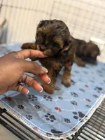 Mya, a female Yorkipoo for sale in Cleveland, TX – Photo 6 of 6