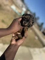 Mya, a female Yorkipoo for sale in Cleveland, TX – Photo 1 of 6