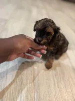 Mya, a female Yorkipoo for sale in Cleveland, TX – Photo 5 of 6