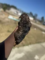 Mya, a female Yorkipoo for sale in Cleveland, TX – Photo 4 of 6