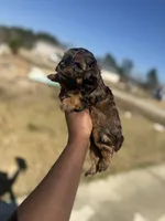 Mya, a female Yorkipoo for sale in Cleveland, TX – Photo 2 of 6