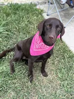 Kaejay, a female Labrador Retriever for sale in Cleveland, TX – 3 of 3