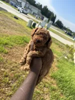 Bourbon , a male Poodle - Toy  for sale in Cleveland, TX – 3 of 4