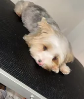 Precious , a female Yorkshire Terrier for sale in Cleveland, TX – 3 of 4