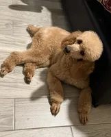 Leo, a male Poodle - Miniature  for sale in Cleveland, TX – 2 of 2