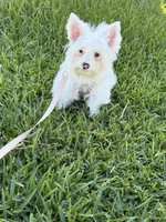 Pearl, a female Yorkshire Terrier for sale in Cleveland, TX – 4 of 4