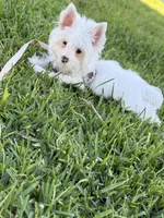 Pearl, a female Yorkshire Terrier for sale in Cleveland, TX – 2 of 4