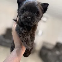 Romeo, a male Yorkshire Terrier for sale in Cleveland, TX – Photo 1 of 5