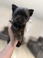 Romeo, a male Yorkshire Terrier for sale in Cleveland, TX – Photo 1 of 5