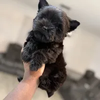 Romeo, a male Yorkshire Terrier for sale in Cleveland, TX – Photo 2 of 5