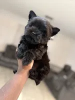 Romeo, a male Yorkshire Terrier for sale in Cleveland, TX – Photo 2 of 5