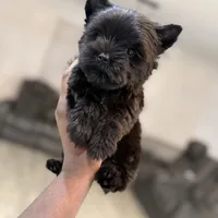 Romeo, a male Yorkshire Terrier for sale in Cleveland, TX – Photo 3 of 5