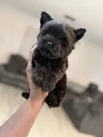 Romeo, a male Yorkshire Terrier for sale in Cleveland, TX – Photo 3 of 5