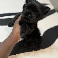 Romeo, a male Yorkshire Terrier for sale in Cleveland, TX – Photo 5 of 5