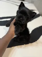 Romeo, a male Yorkshire Terrier for sale in Cleveland, TX – Photo 5 of 5