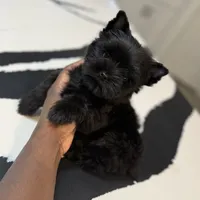 Romeo, a male Yorkshire Terrier for sale in Cleveland, TX – Photo 4 of 5