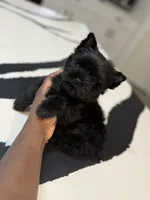 Romeo, a male Yorkshire Terrier for sale in Cleveland, TX – Photo 4 of 5