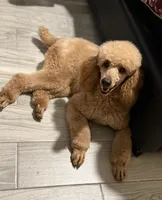 Leo, a male Poodle - Miniature  for sale in Cleveland, TX – 1 of 2