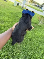 Beauty , a female Yorkshire Terrier for sale in Cleveland, TX – 3 of 6