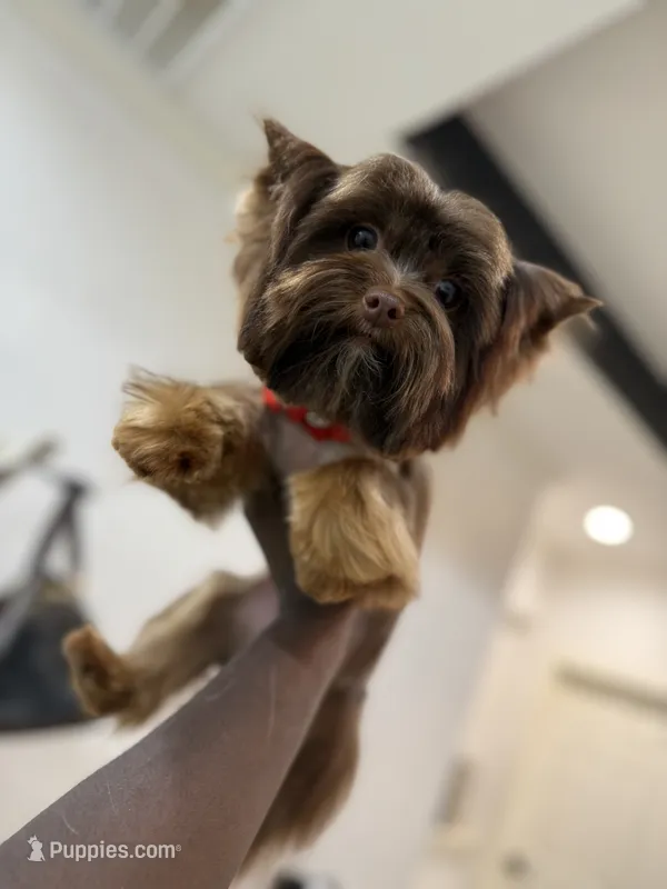 Envy – Yorkshire Terrier puppy for sale in Cleveland, TX