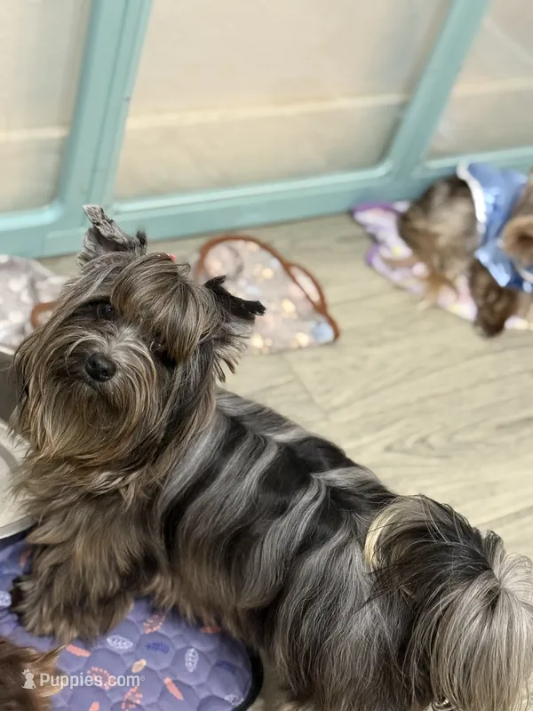 Jewel  – Yorkshire Terrier puppy for sale in Cleveland, TX